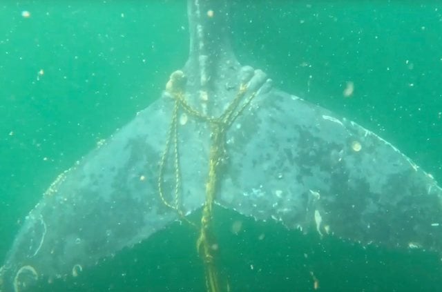 Capture d'écran montrant la corde de pêche enroulée autour de la queue de la baleine