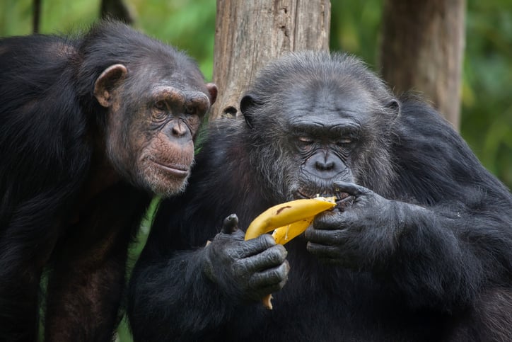 Des chimpanzés mangent une banane