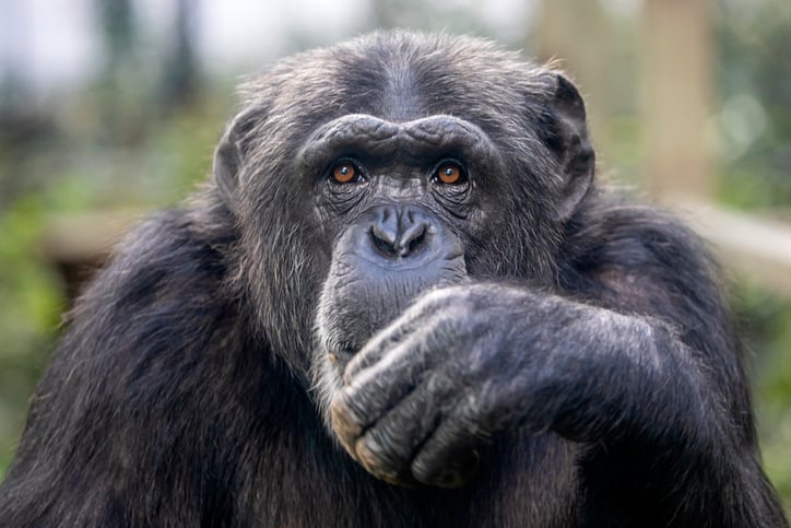 Un chimpanzé