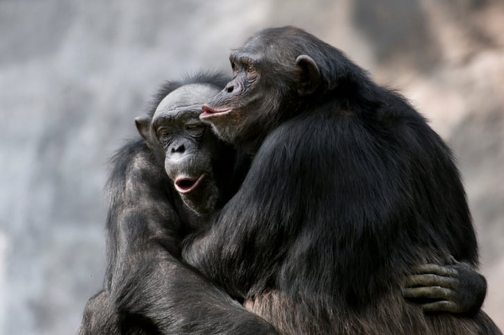 Des chimpanzés