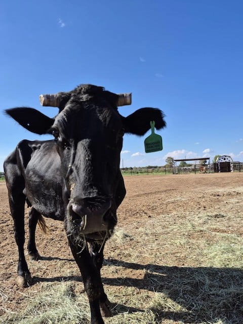 Mootilda, la vache rescapée de l'abattoir 