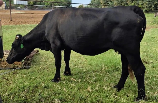 Mootilda, la vache rescapée de l'abattoir 