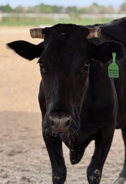 Mootilda, la vache rescapée de l'abattoir 