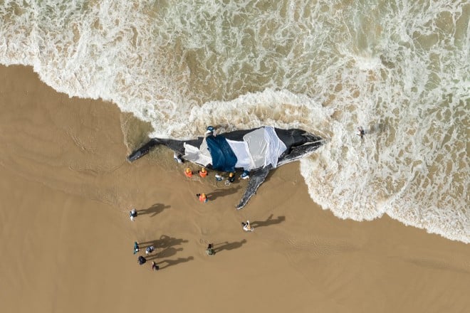 Le sauvetage d'une baleine à bosse échouée 