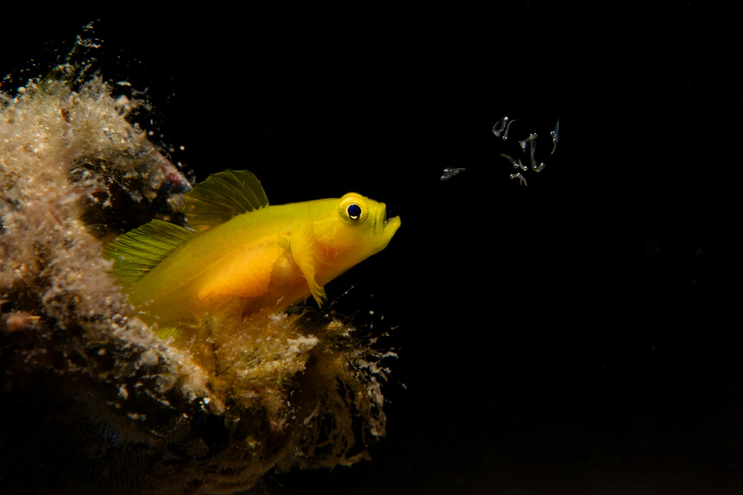 L'éclosion d'un gobie corail jaune