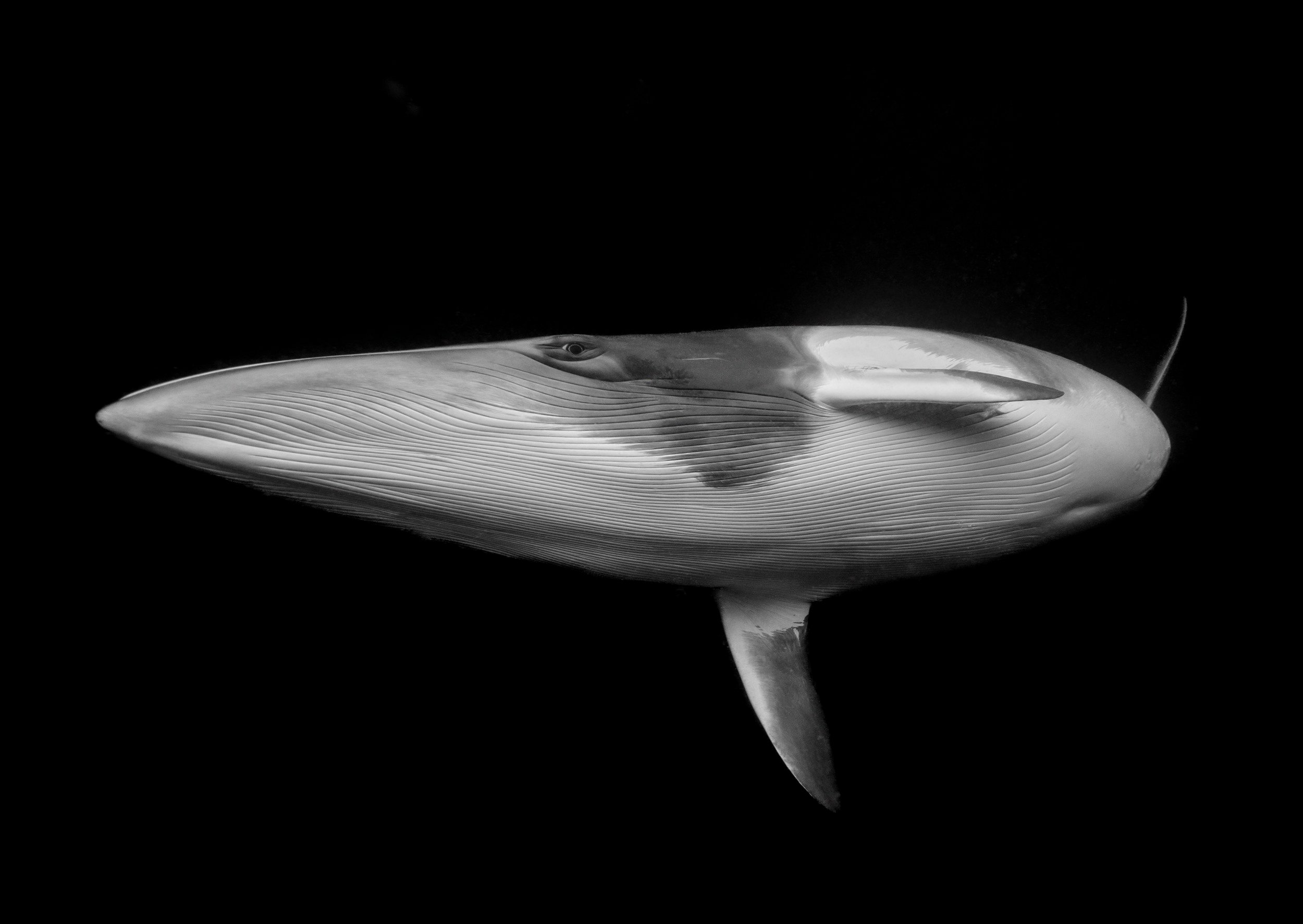 Une baleine de Minke