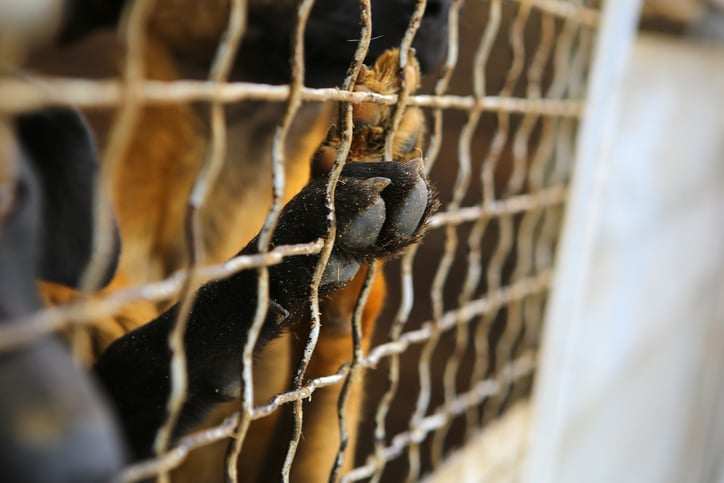 La patte d'un chien derrière une grille