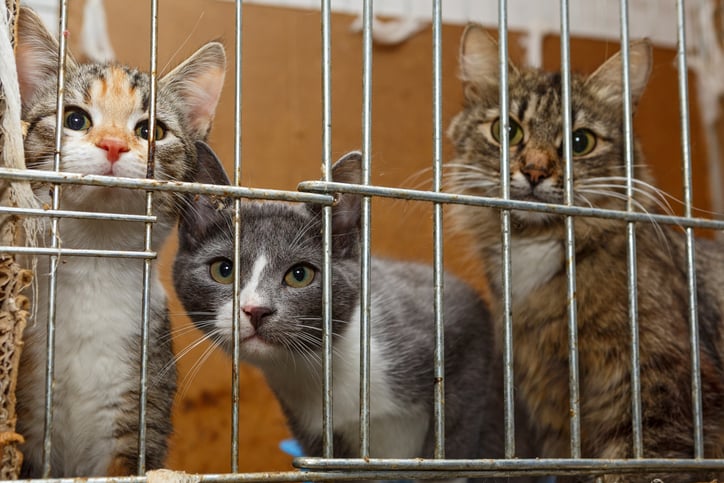 Des chats derrière une grille