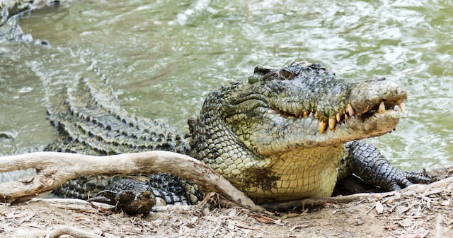 Crocodile marin