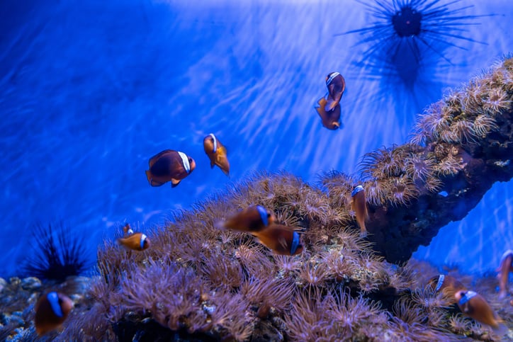 Des poissons dans l'océan