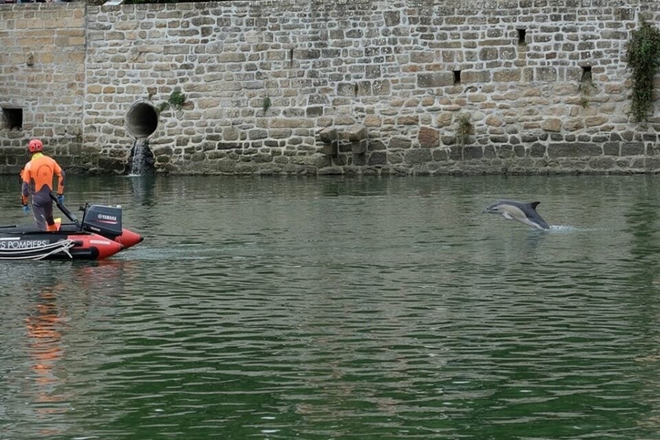 Le dauphin dans le port