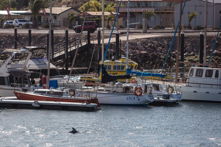 Un dauphin dans un port