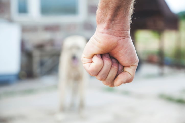 Un homme violent avec son chien