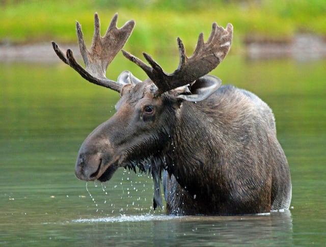 Un élan dans l'eau