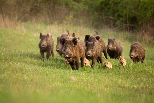 Une troupe de sangliers dans la nature