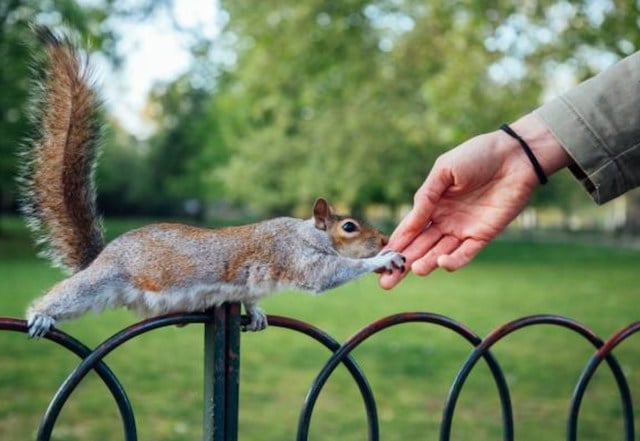 Interaction entre un écureuil et une femme dans un parc