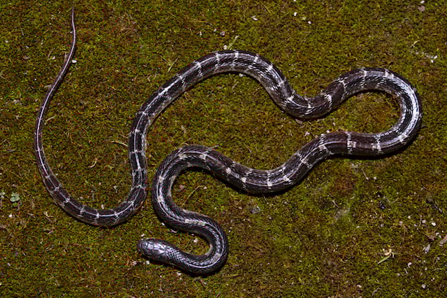 Bungarus caeruleus