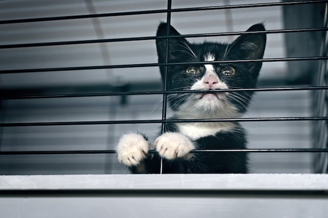 Un chaton enfermé dans une cage