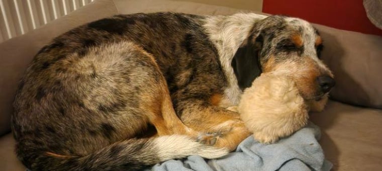Le chien Balou