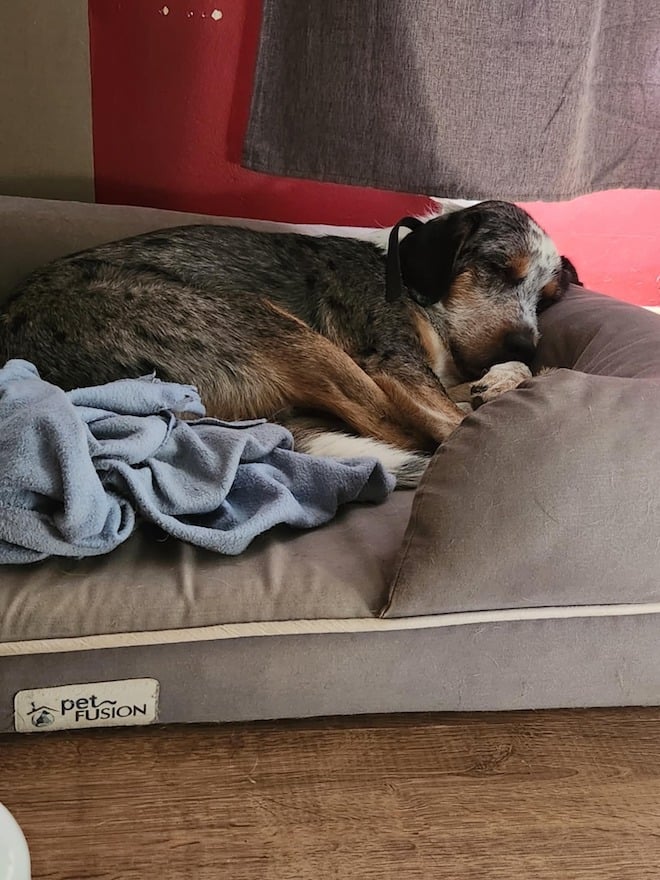 Le chien Balou