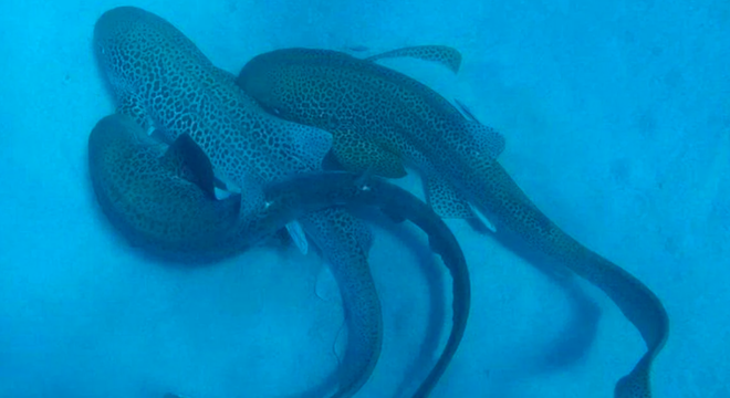 Des requins léopards