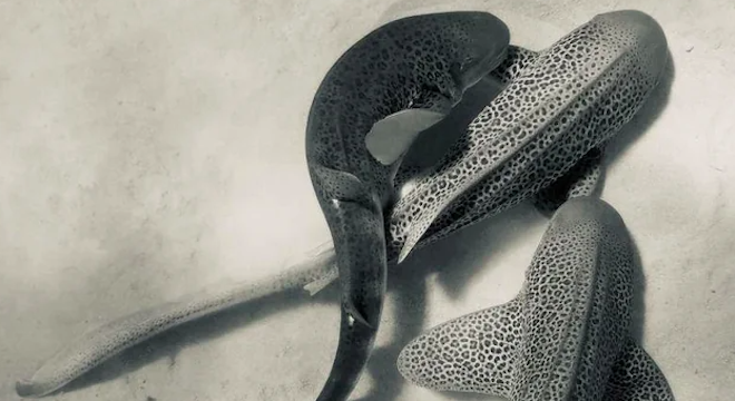 Des requins léopards