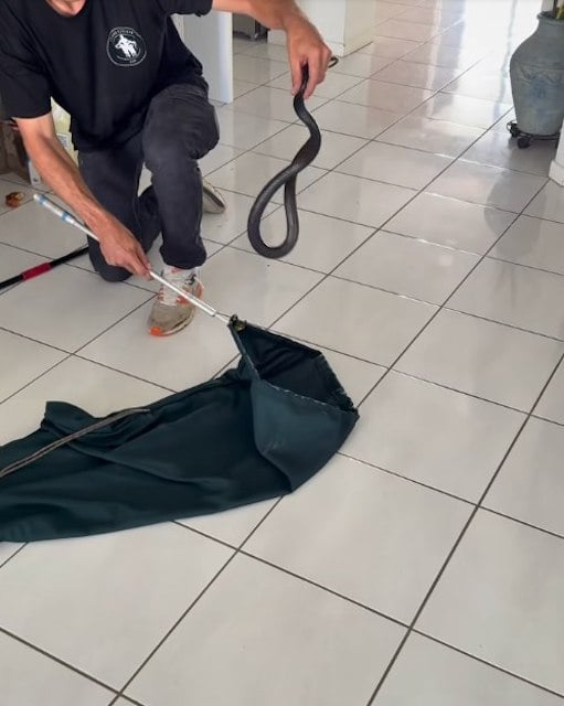 Capture d'écran montrant le serpent