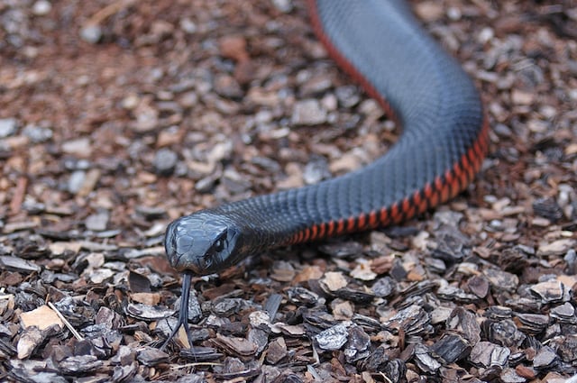 Serpent noir à ventre rouge 