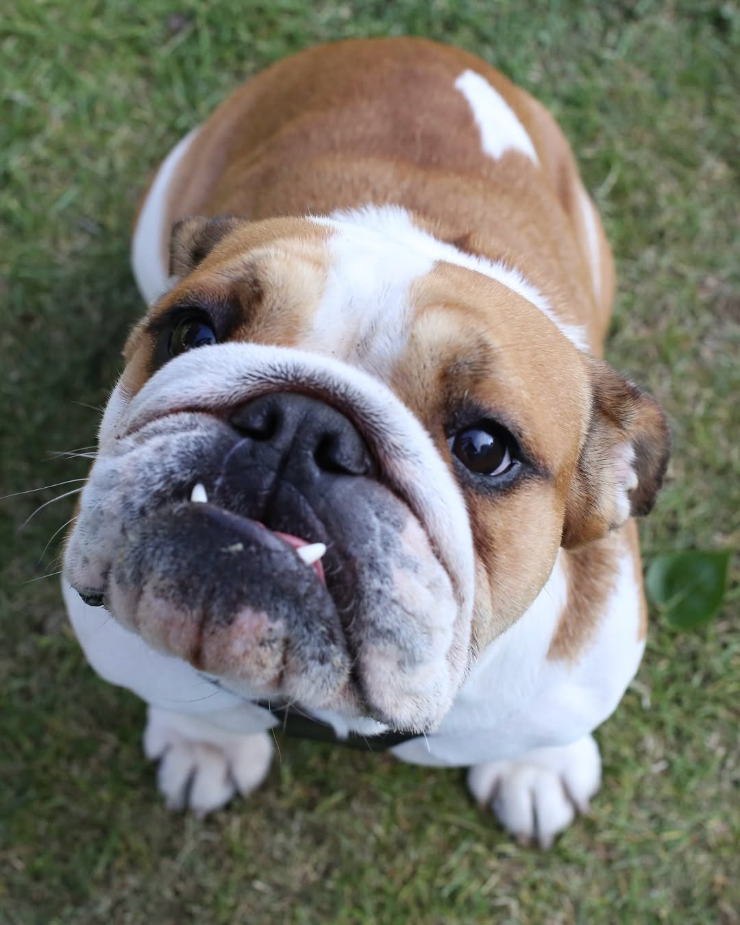Roscoe