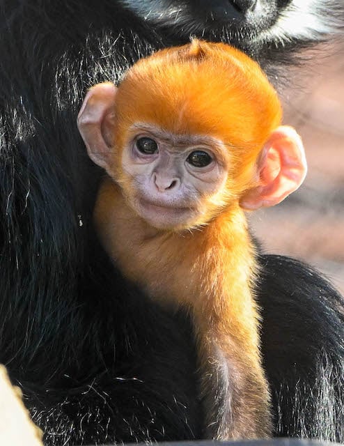 Le bébé Langur de François né au zoo et jardin botanique d’Oklahoma City
