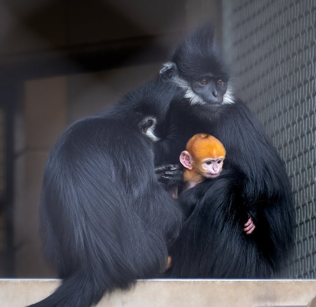 Le bébé Langur de François né au zoo et jardin botanique d’Oklahoma City