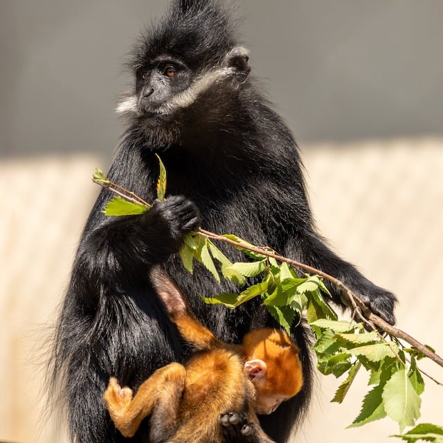 Le bébé Langur de François né au zoo et jardin botanique d’Oklahoma City