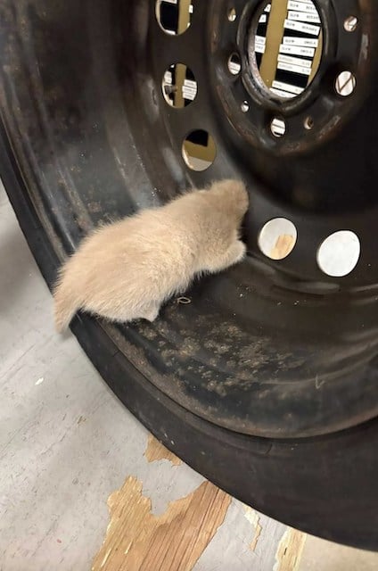 Capture d'écran montrant le chat coincé dans la roue