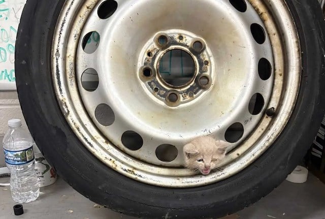 Capture d'écran montrant le chat coincé dans la roue