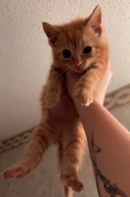Capture d'écran TikTok montrant le chaton