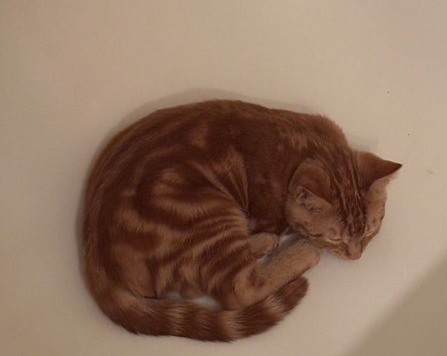 Capture d'écran TikTok montrant le chaton