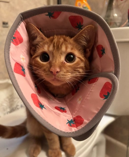 Capture d'écran TikTok montrant le chaton