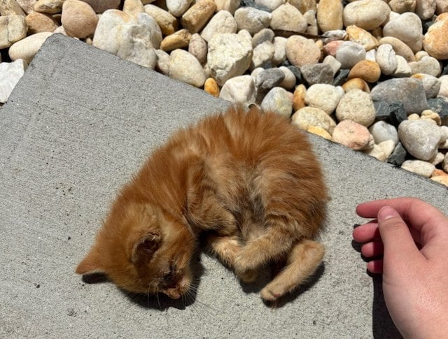 Capture d'écran TikTok montrant le chaton