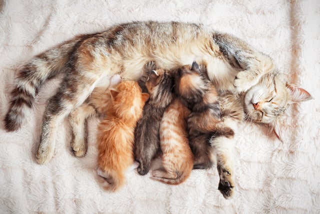 Une chatte et ses chatons en train de téter 