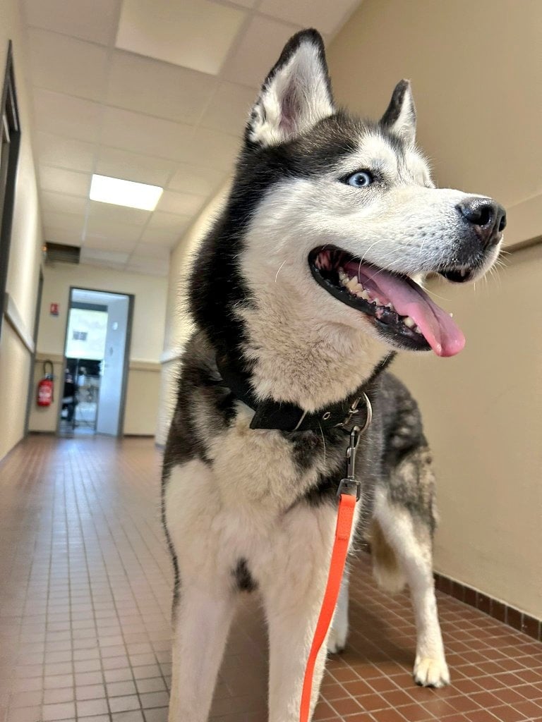 Le chien abandonné