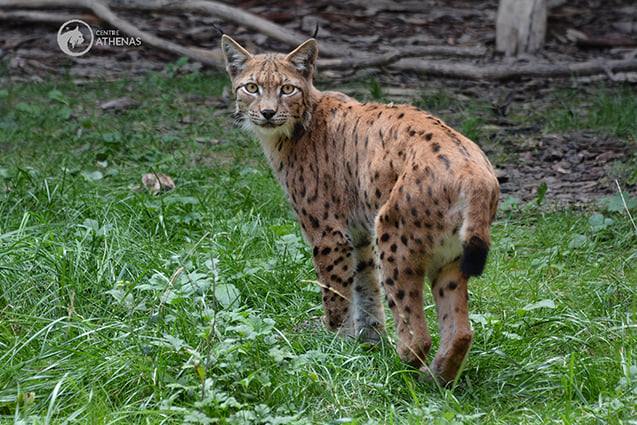 Un lynx