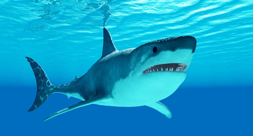 Un grand requin blanc