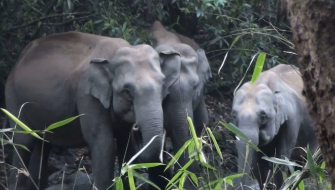 Les éléphants dans le sanctuaire