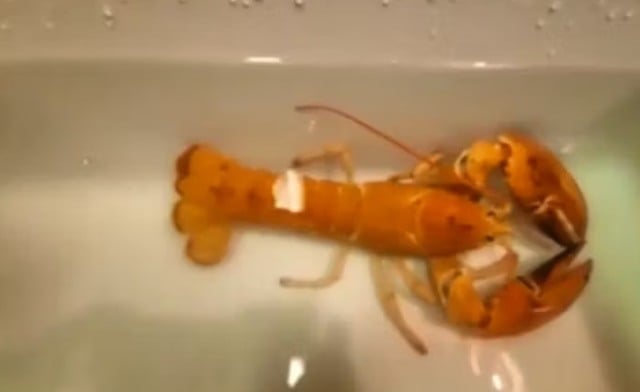 Le homard orange relâché dans l'océan 