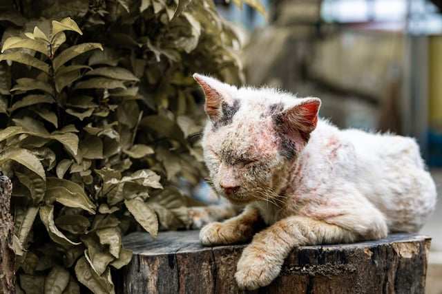 Un chat atteint de la gale