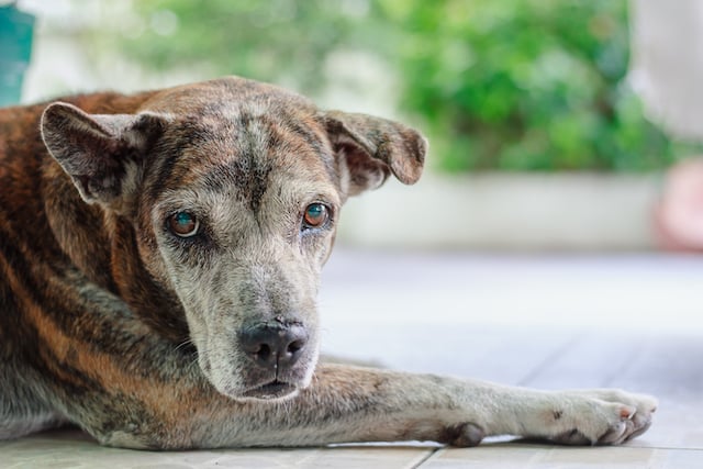 Un chien allongé au regard triste