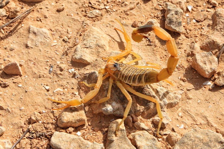 Le scorpion "rôdeur mortel"