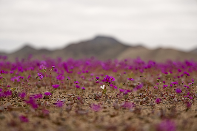 Les fleurs dans le désert