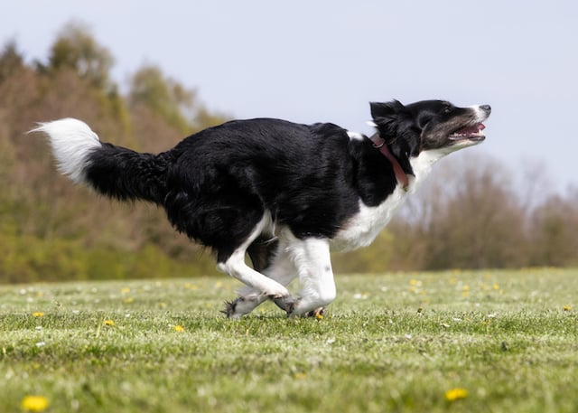 Un chien de berger en train de courir