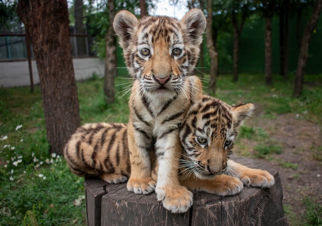 Deux bébés tigres